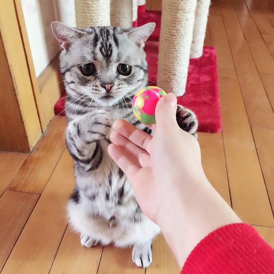 Луху самая грустная кошка в мире