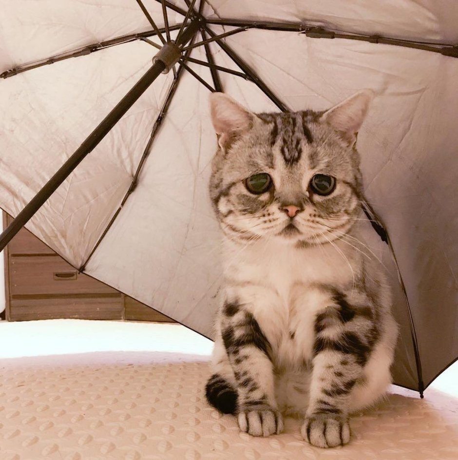Грустный котик