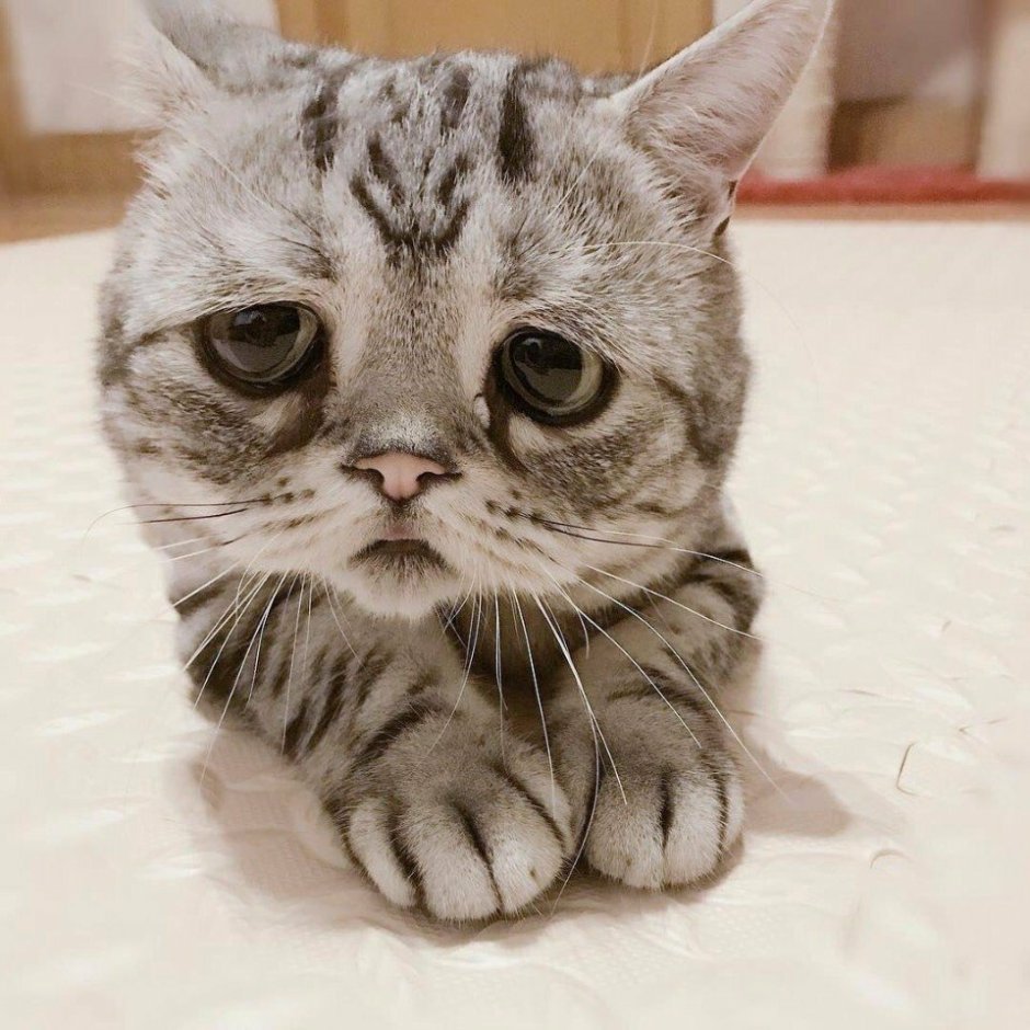 Грустная кошка Луху