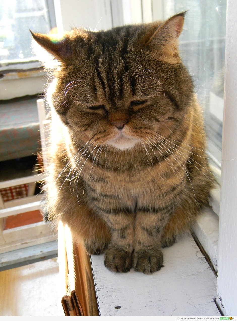 Скучный кот