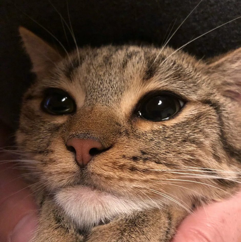 Плачущая кошка