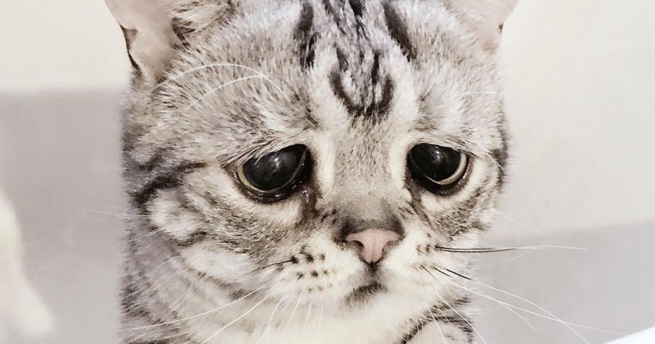 Грустный кот