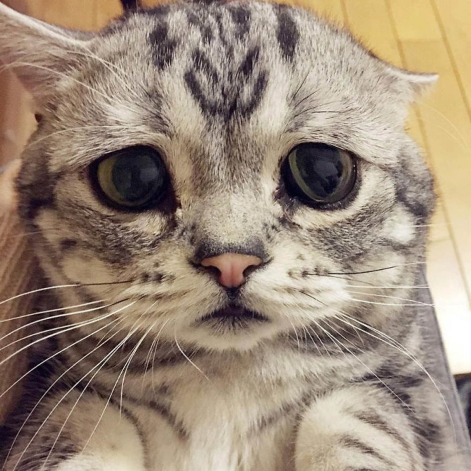 Грустный кот