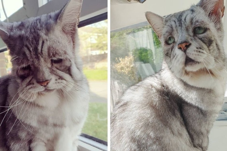 Кот с редким заболеванием
