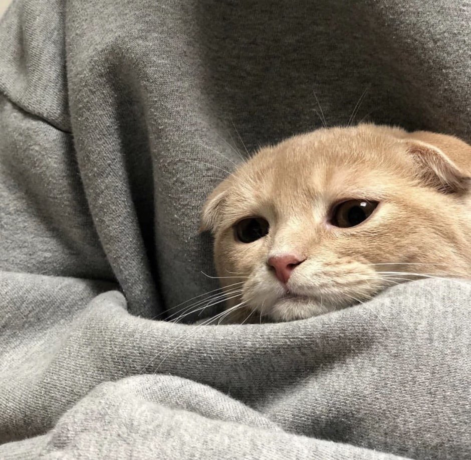 Мемы с котиками