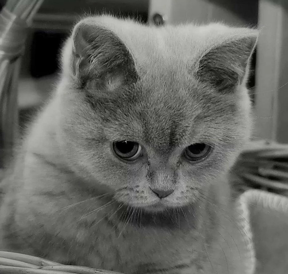 Грустный котик