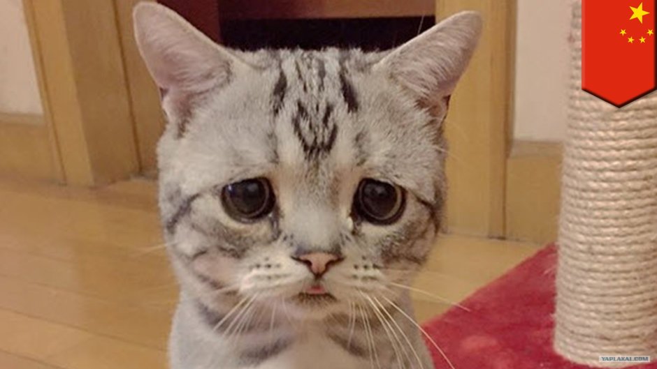 Грустный котик плачет