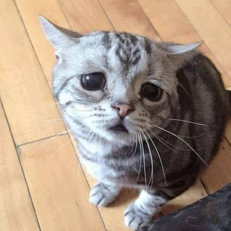 Грустный кот