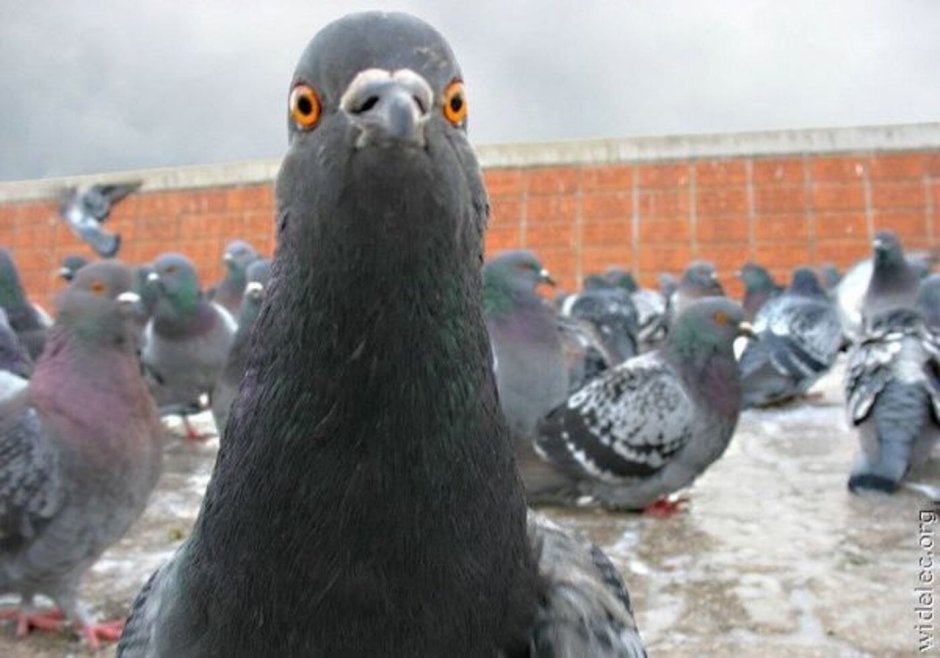 Розовошапочный голубь {Ptilinopus Regina)