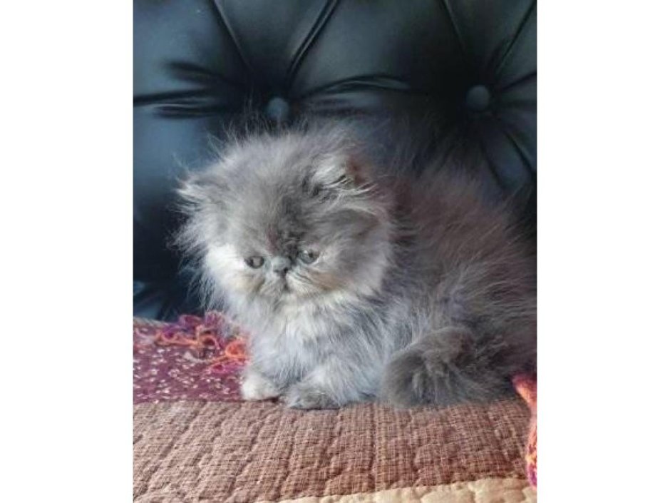 Котята персидские 2 месяца