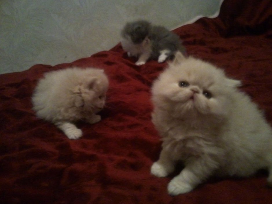 Котята персы и британцы
