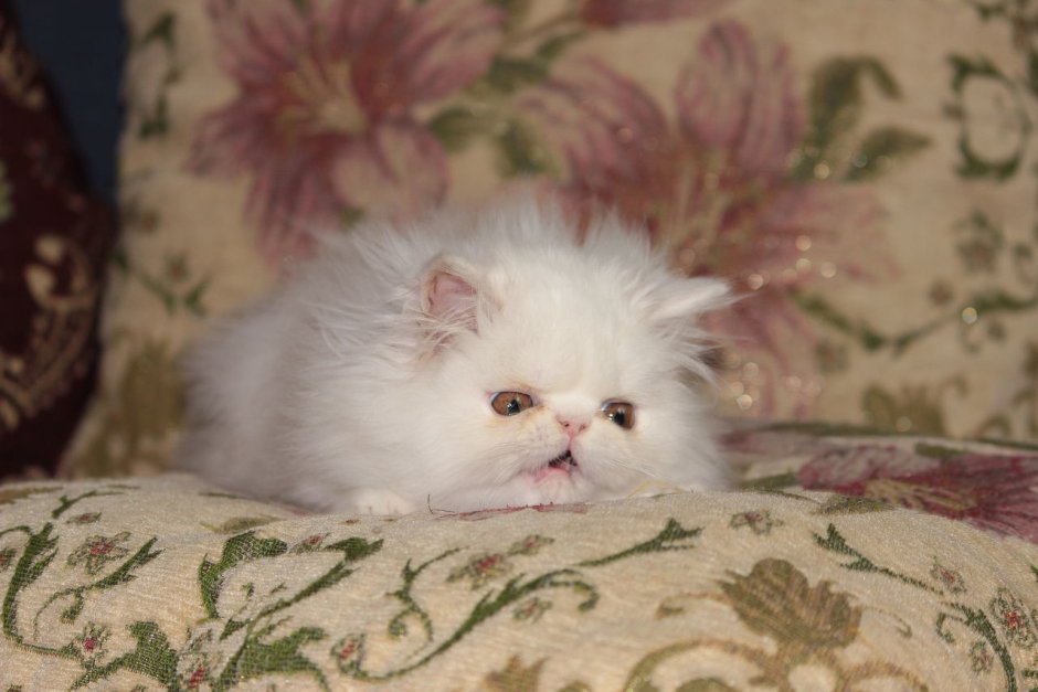 Рыжий новорожденный котенок