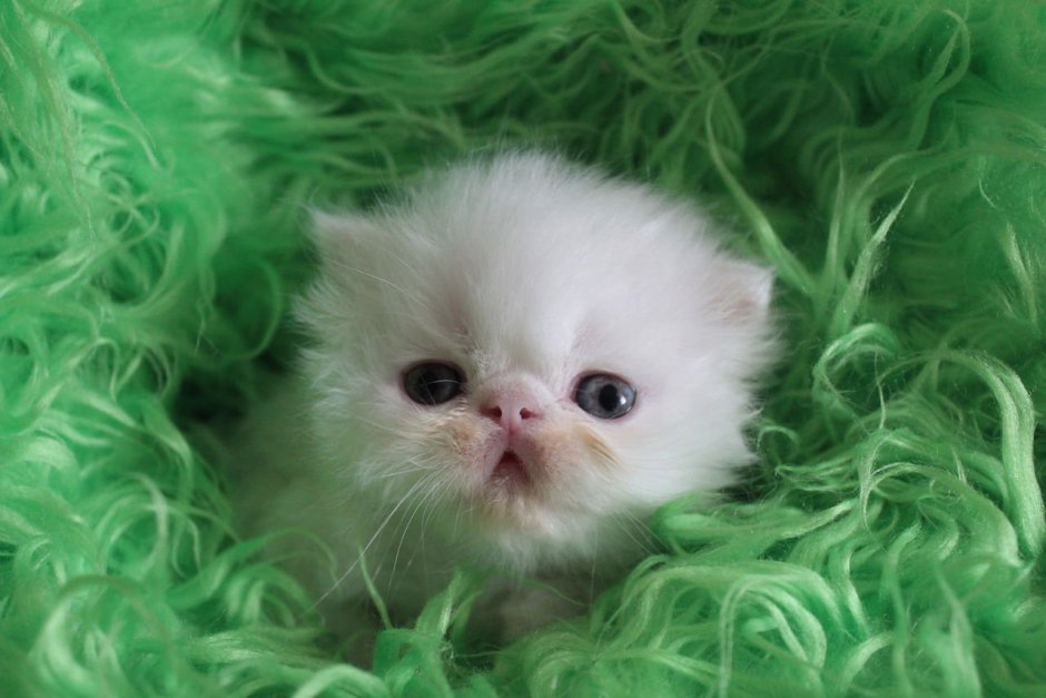 Персидский кот