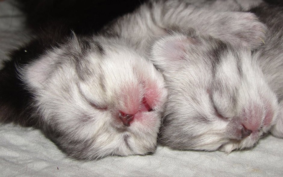 Персидский котенок 1 месяц