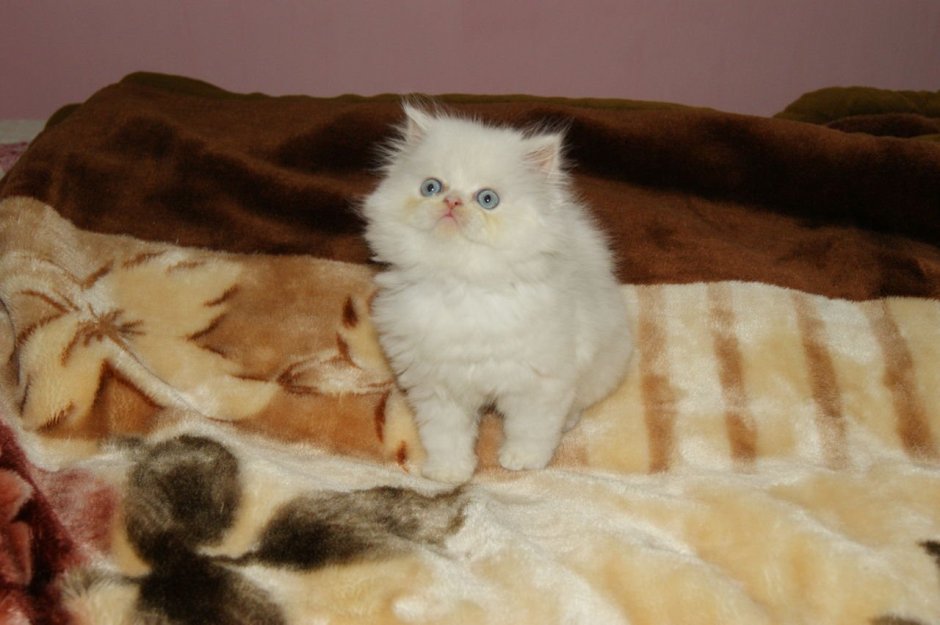 Недорогие персидские котята