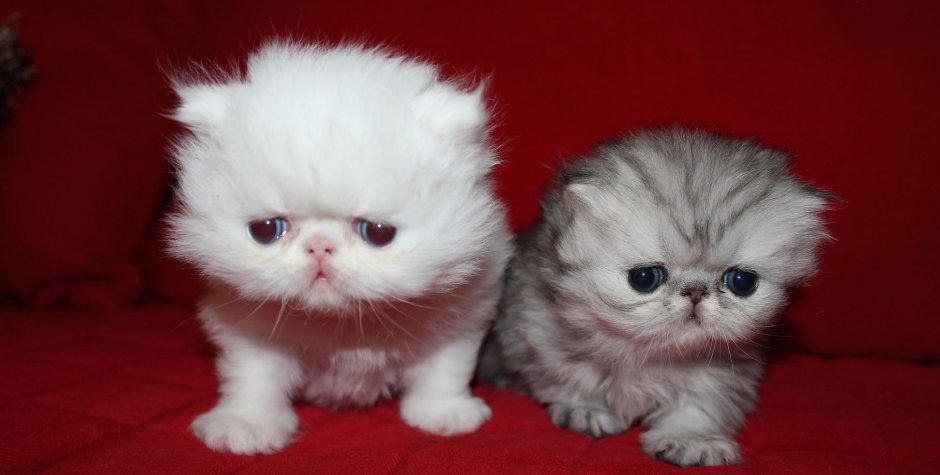 2 Персидский котёнка