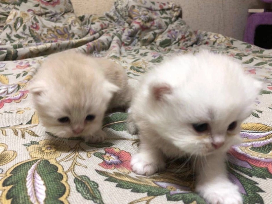 Котята от перса и обычной кошки