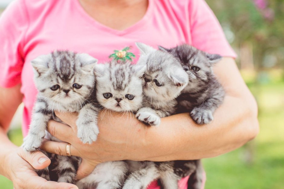 Persian Cats and Kittens Family