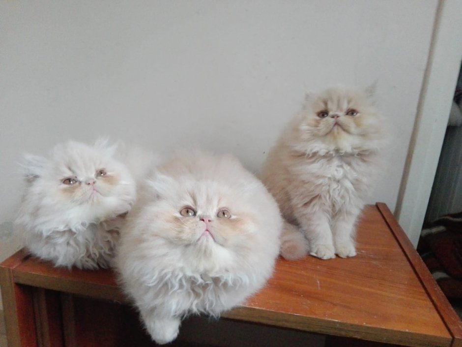 Персидские котята 2 недельный