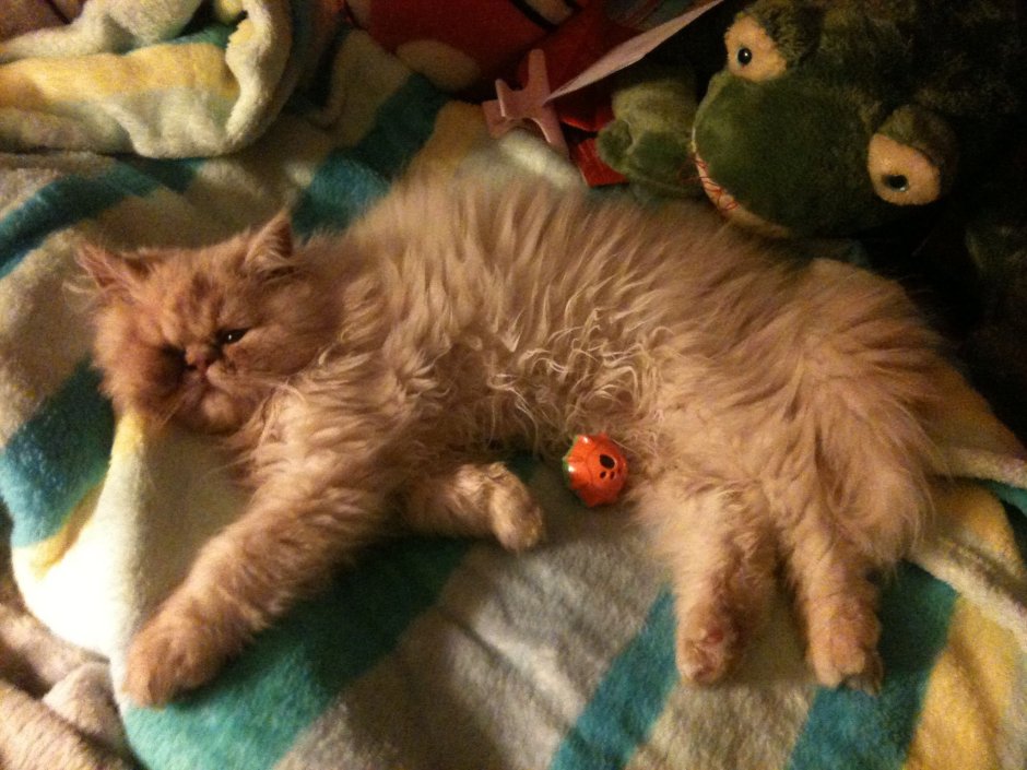 Персидский кот косоглазый