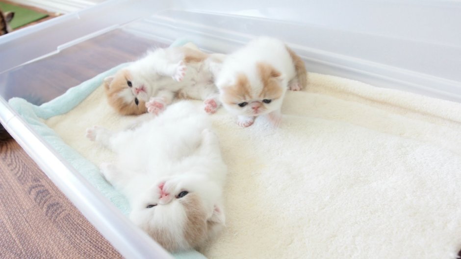 Персидский котенок спит
