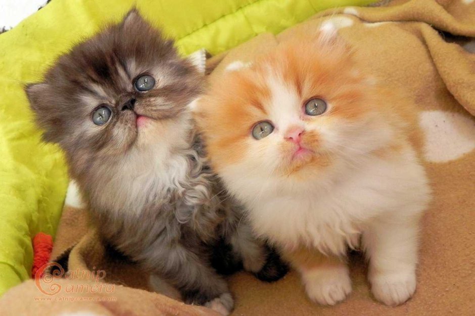 Персидский экстремал котенок