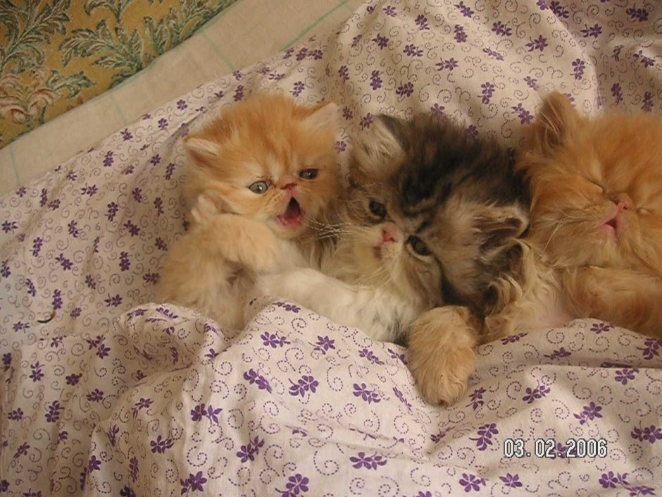 Новорожденный котенок