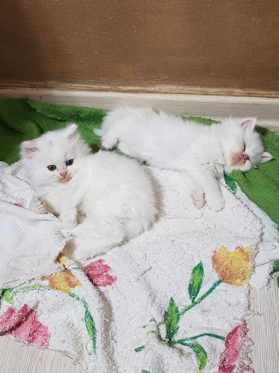 Новорожденный персидский котенок
