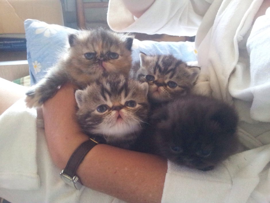 Персидские котята Новорожденные