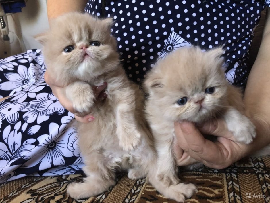 Персидские котята в Юрге