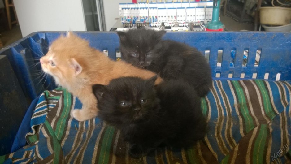 Самые самые маленькие котята