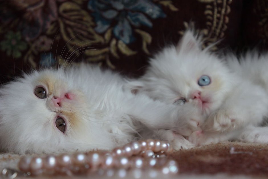 Питомник котята персидские экзоты