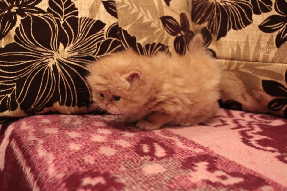 Гималайская вислоухая кошка