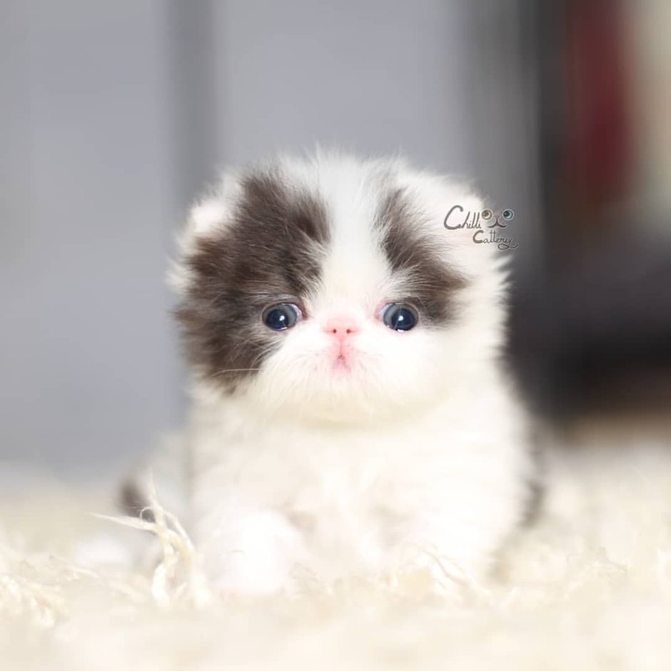 Персидский экстремал котенок