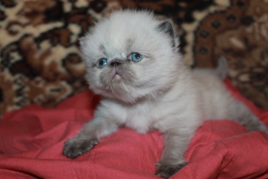 Рыжий персидский котенок