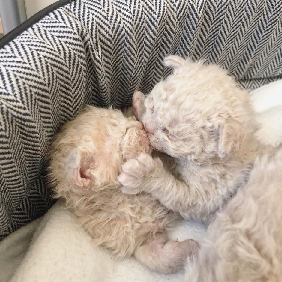 Маленький котенок