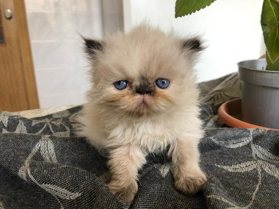 Персидские котята в корзинке