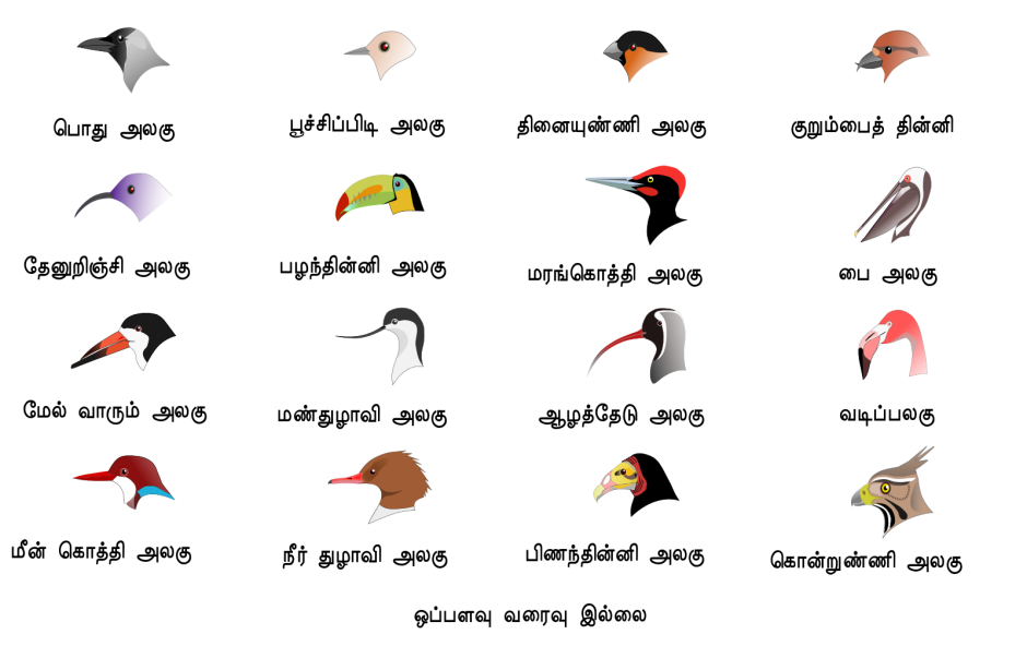 Клюв транскрипция