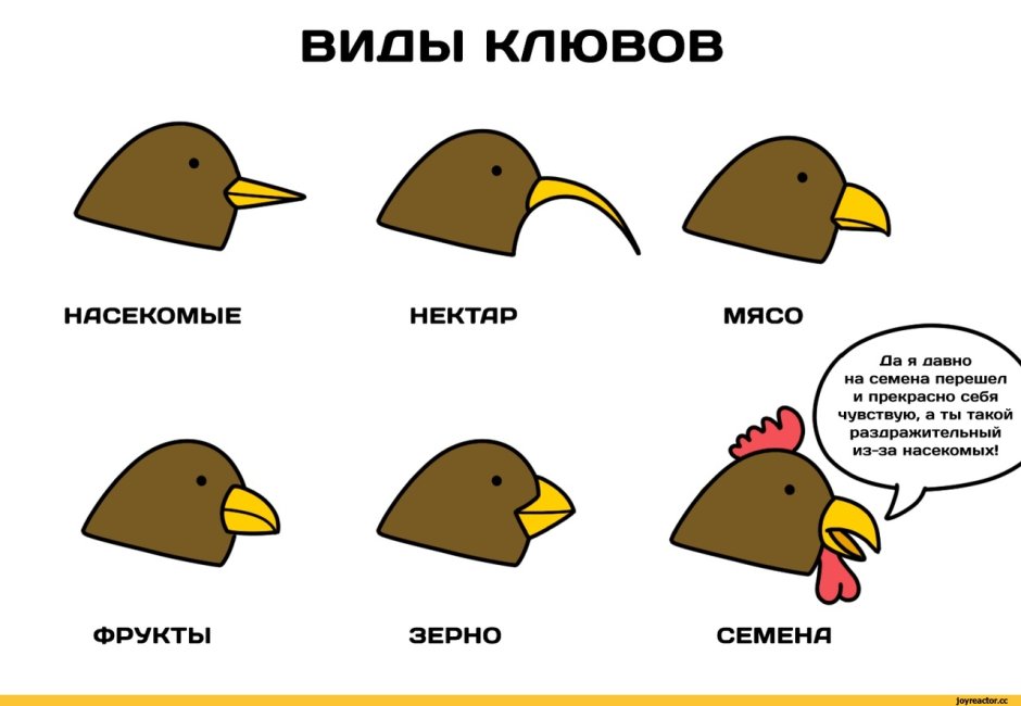 Виды клювов у птиц