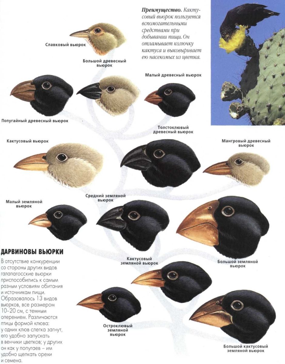 Дарвин вьюрки Галапагосские острова