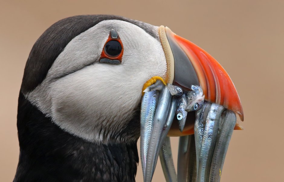Птица с самым большим клювом