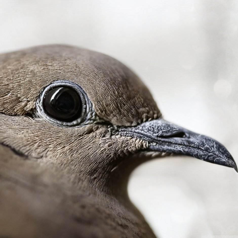 Глаз голубя