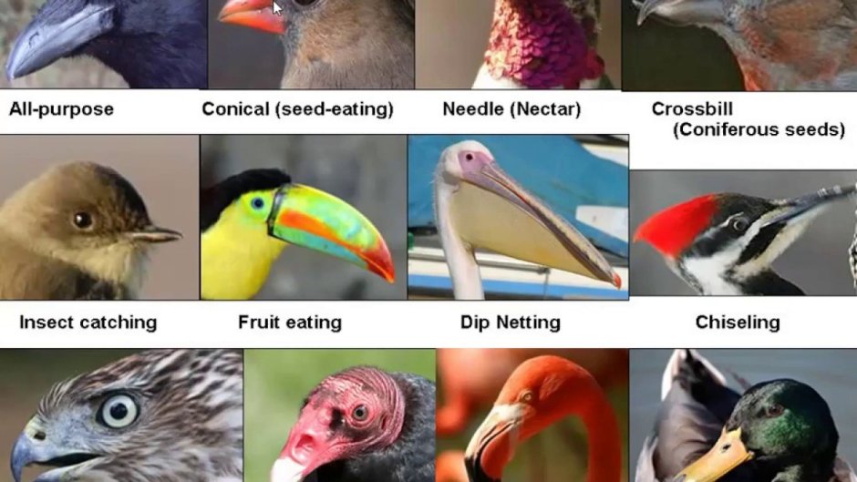 Types of Bird beaks