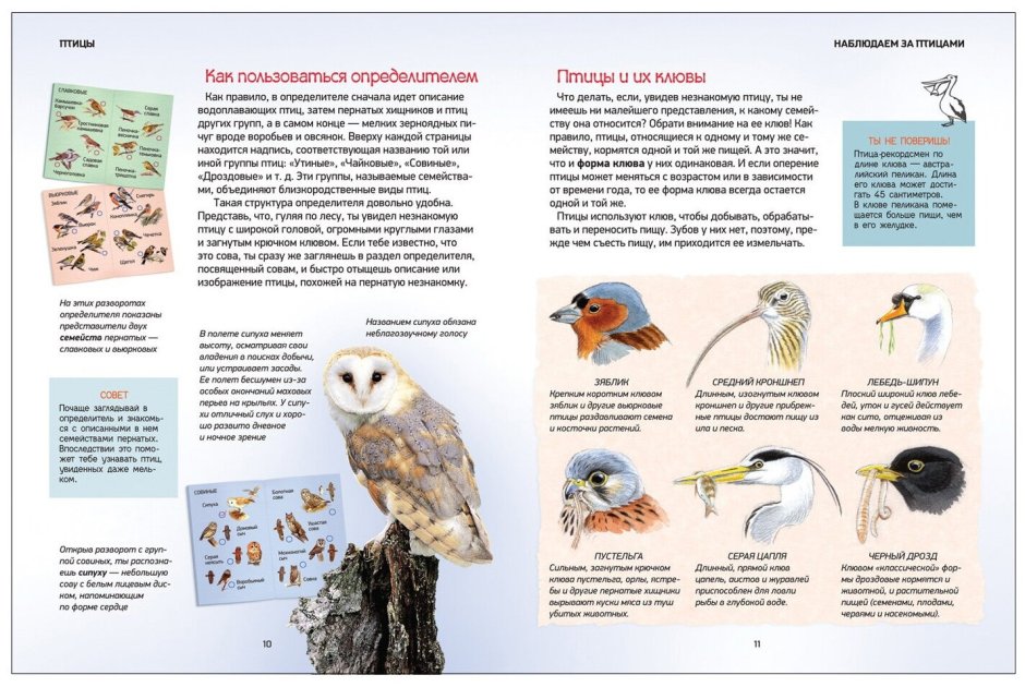 Птицы. Природа в деталях. Энциклопедия для детей. Определитель