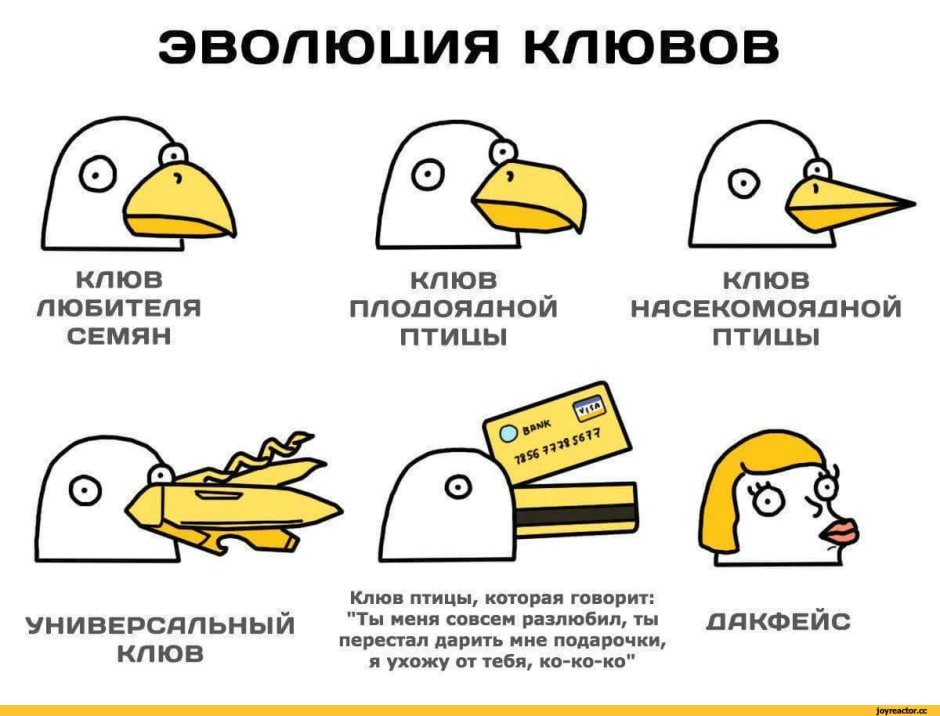 Клювы птиц