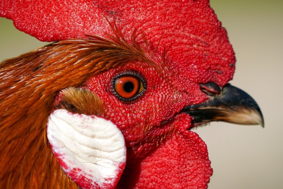 Птичка с клювом