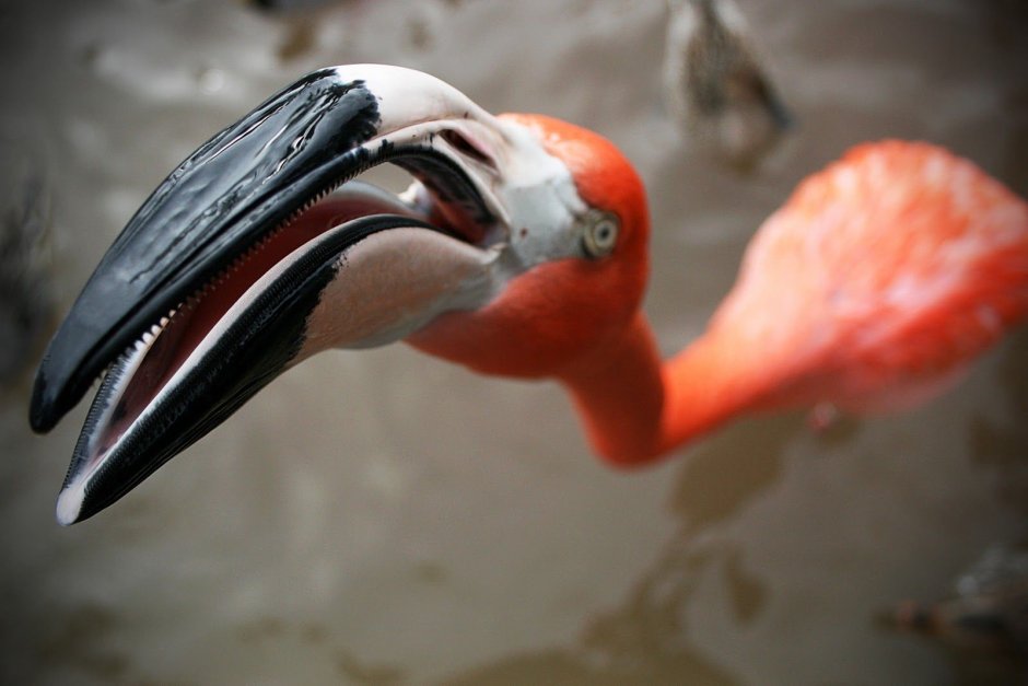 Фламинго открытый клюв