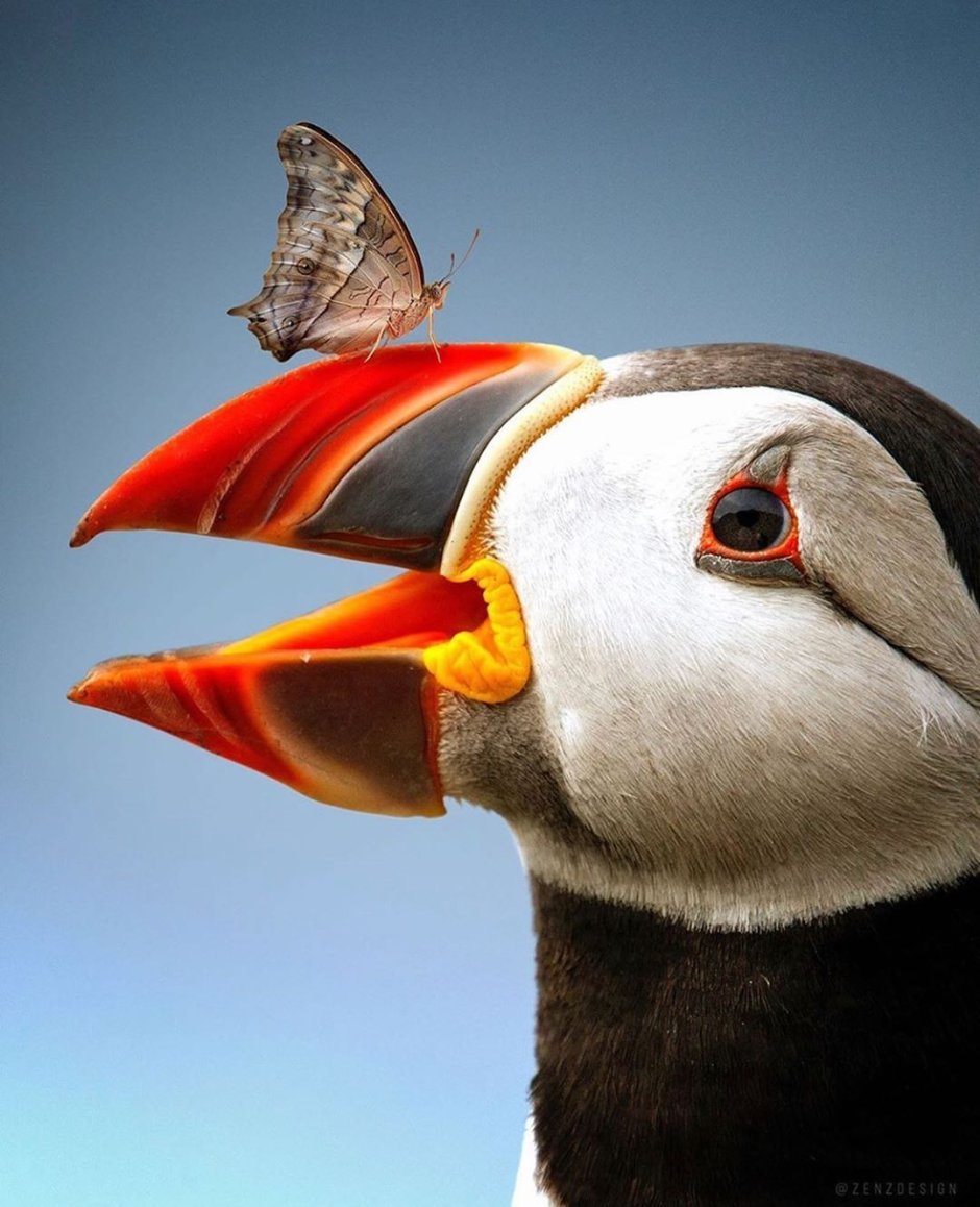 Тупик и Тукан