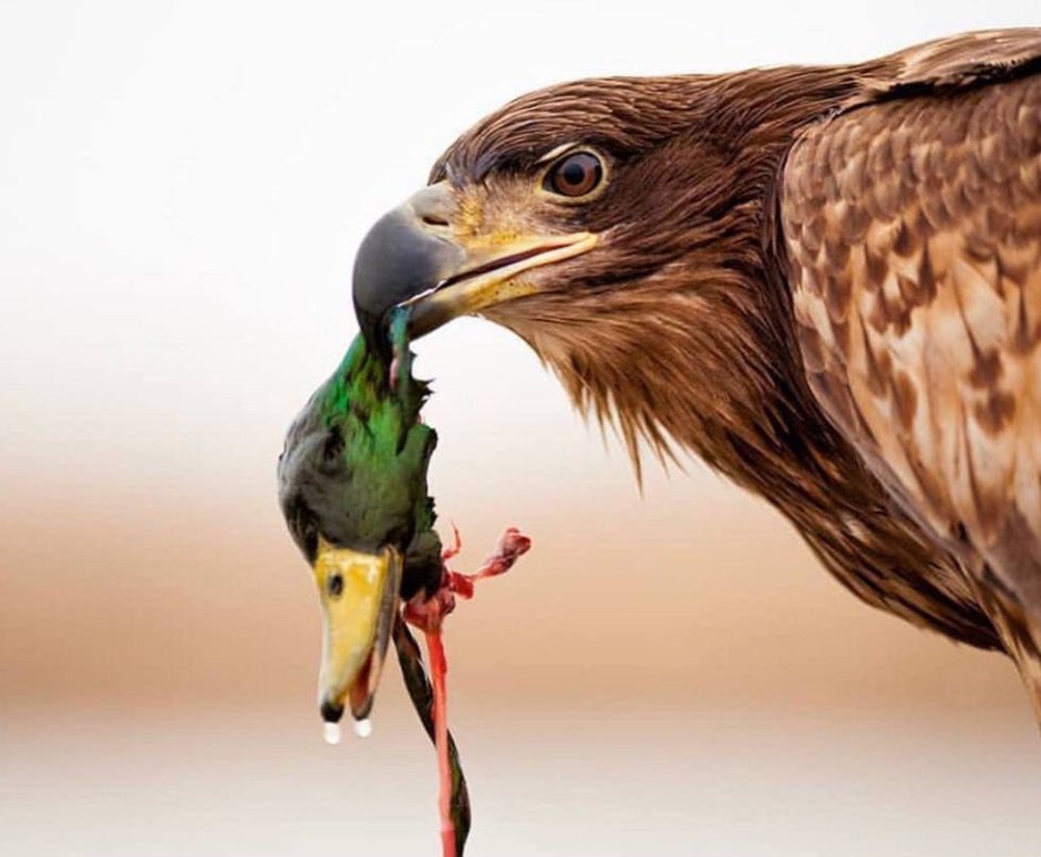 Кто ест орла