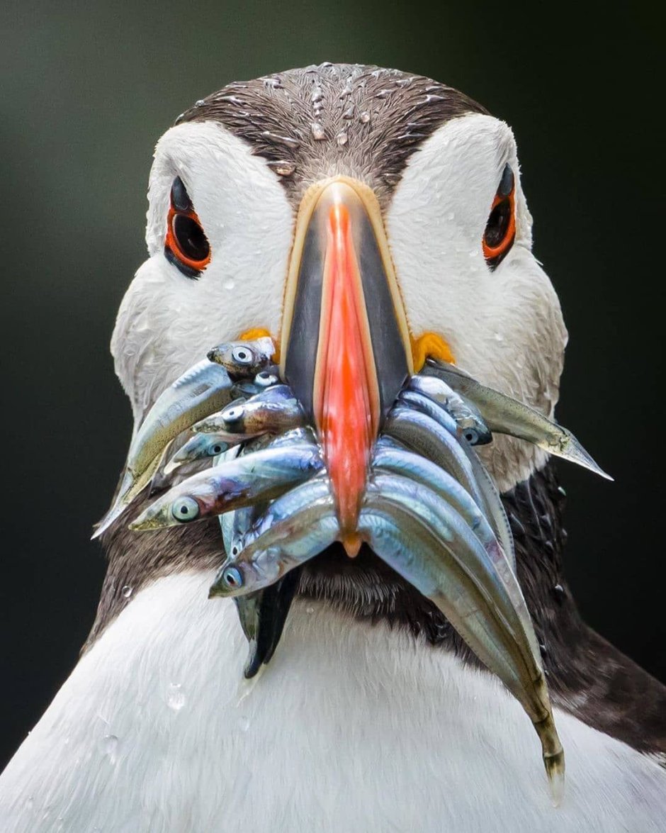 Атлантический тупик птица